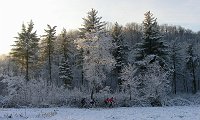 05 In bici davanti la pineta